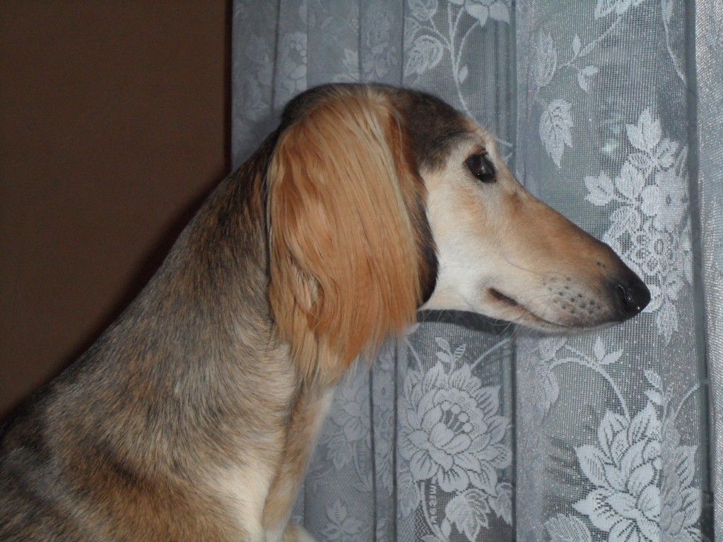 SAM_0586
