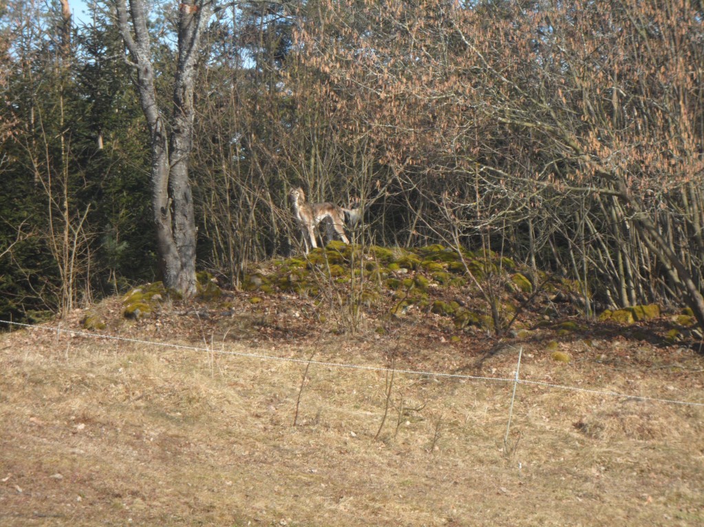 SAM_4013